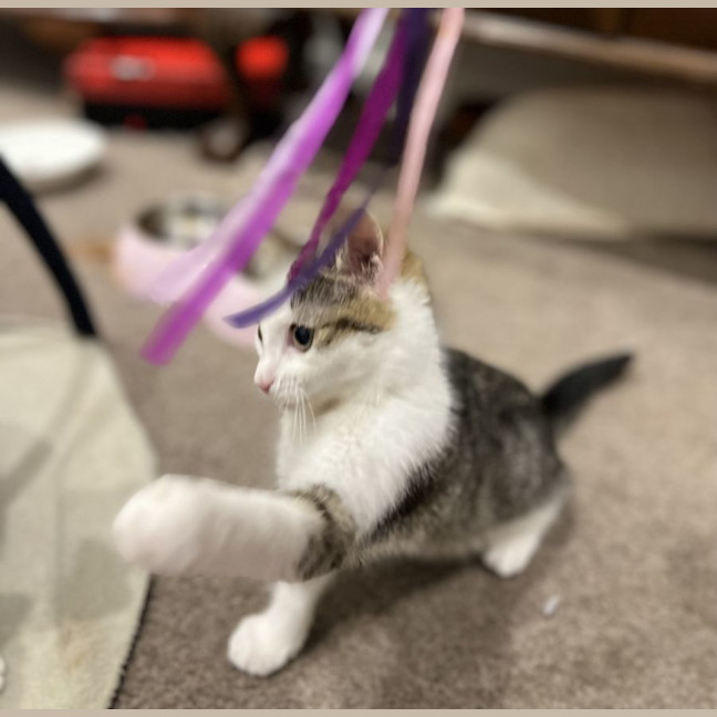 Photo of Blossom
