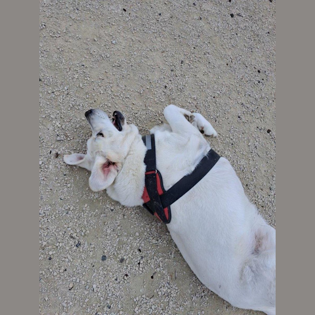 Photo of Buddy Celestino