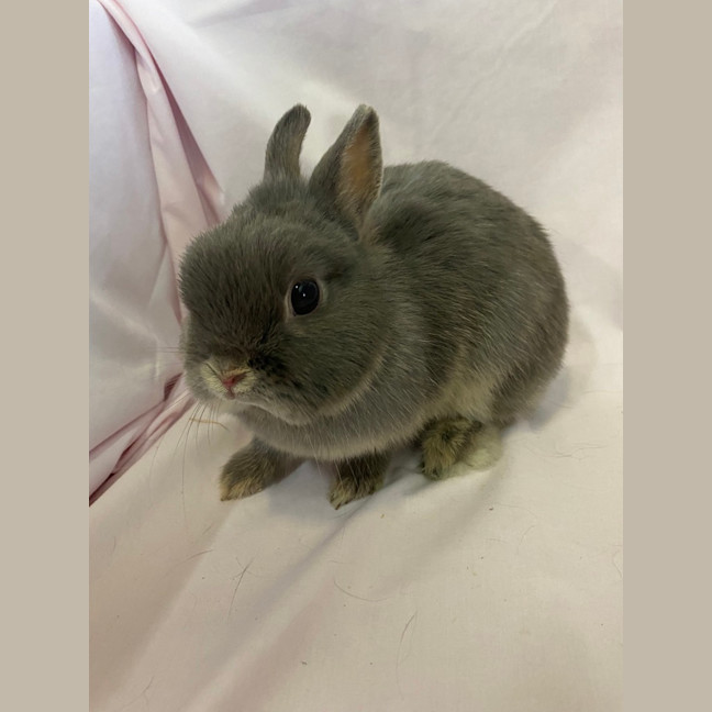 Photo of Cloves (Bonded To Star Anise)