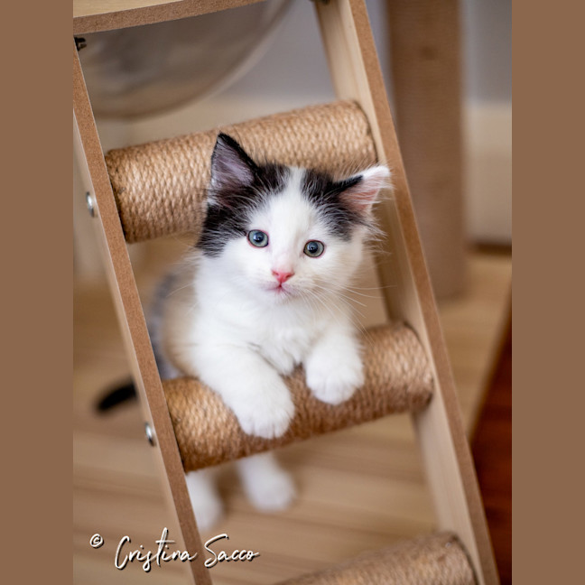 Photo of Storm
