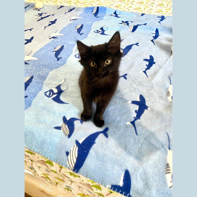 Photo of Simba & Apollo