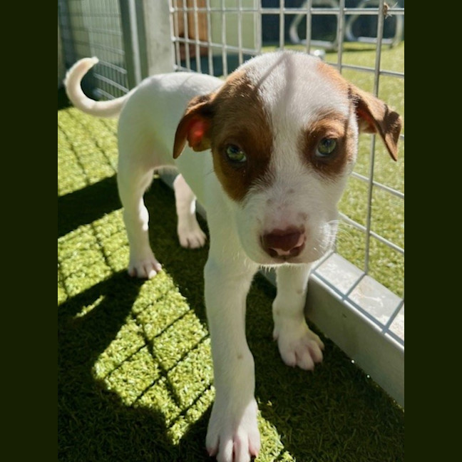 Photo of D1172 Cadbury 