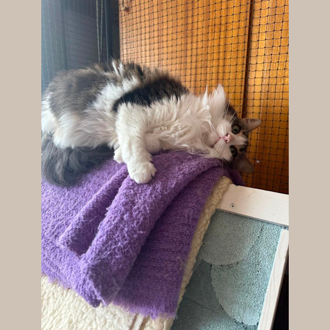 Photo of Minerva (Can Possibly Transport To You)