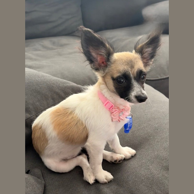 Photo of Meeka   13 Week Old Chihuahua X