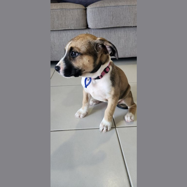 Photo of Iris   12 Week Old Kelpie X