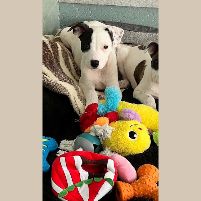 Photo of Rex