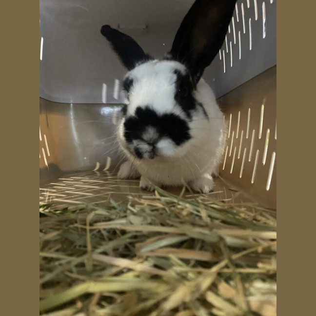 Photo of Mellow Man Ace