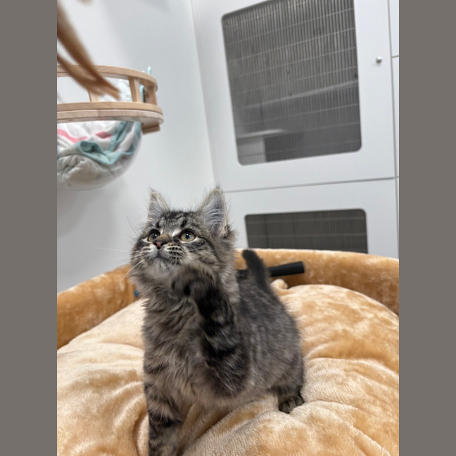 Photo of Clementine