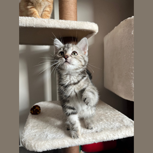 Photo of Sage