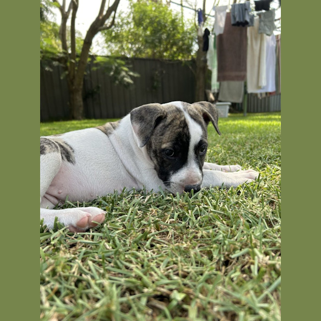 Photo of Lacey