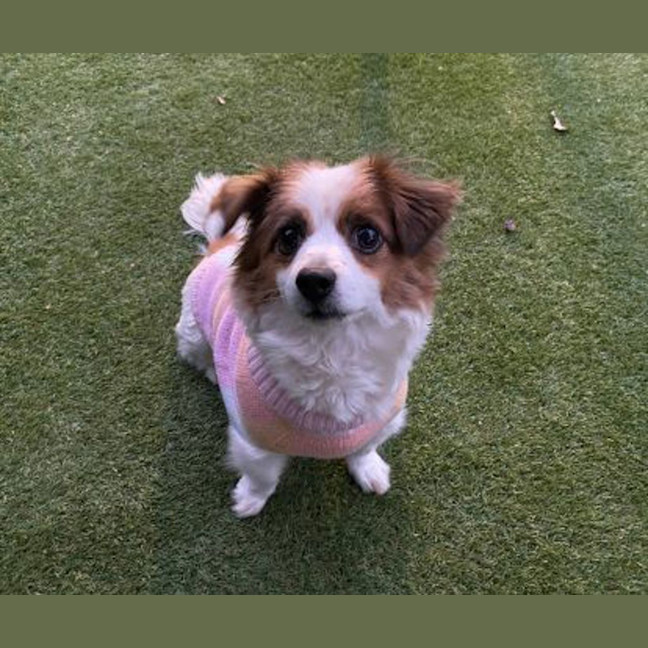 Photo of Ruffles 
