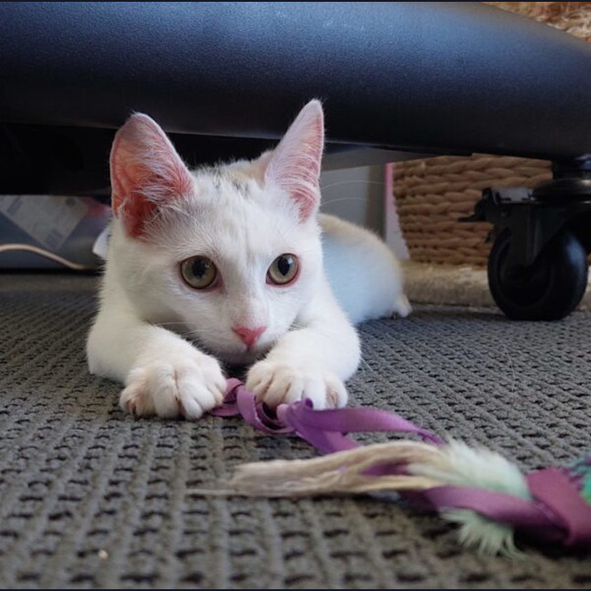 Photo of Persephone