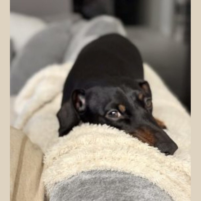 Photo of Frankie