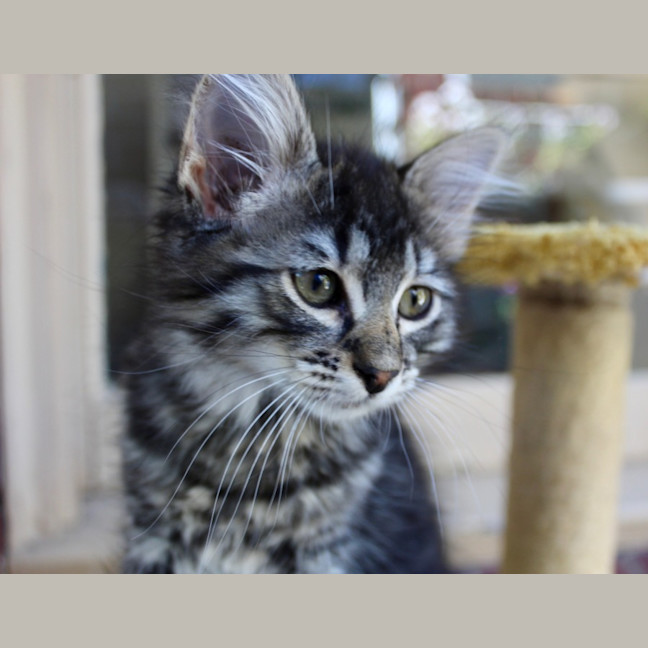 Photo of Opal