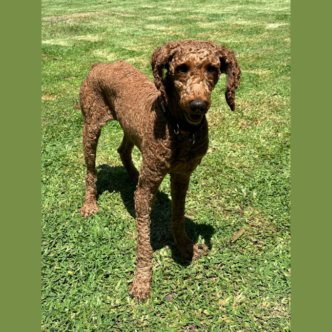 Photo of Jaffa, 4yo, Male Poodle 💖(Trial 13/12/24)