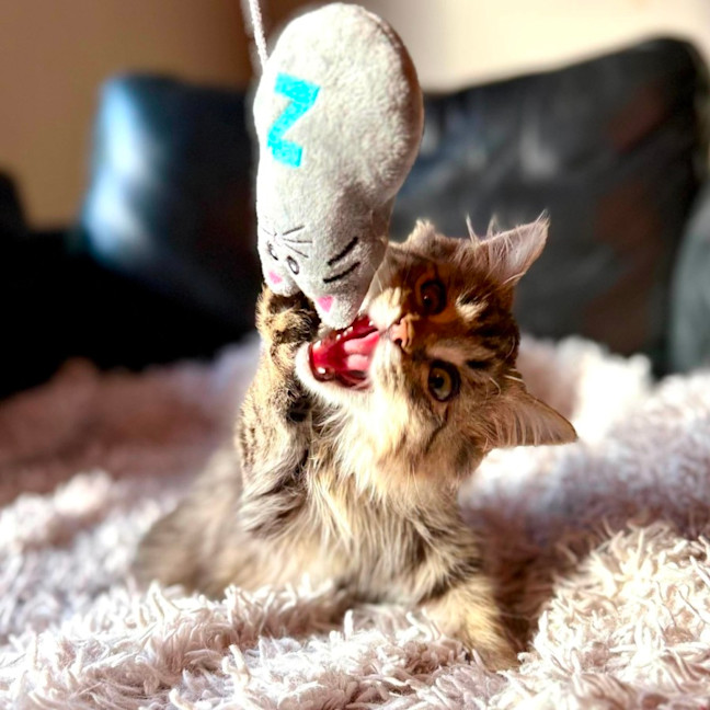Photo of Firecracker   In Foster Care In Templestowe