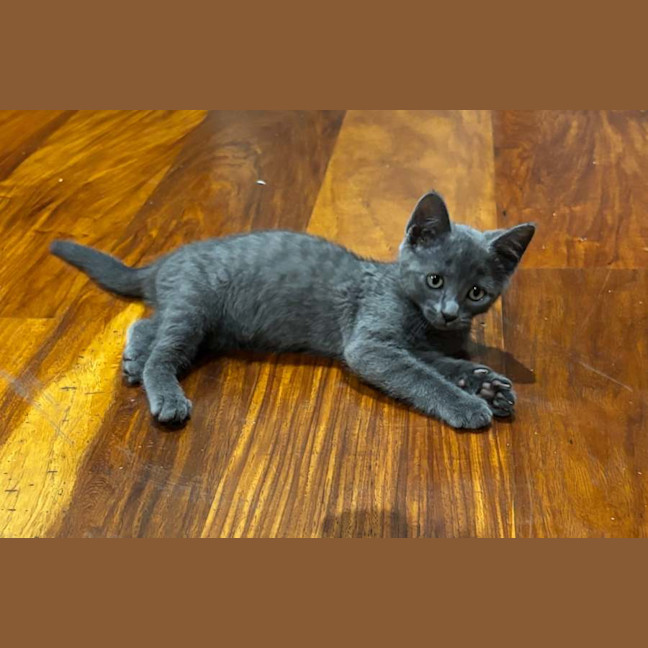 Photo of Levi❤️