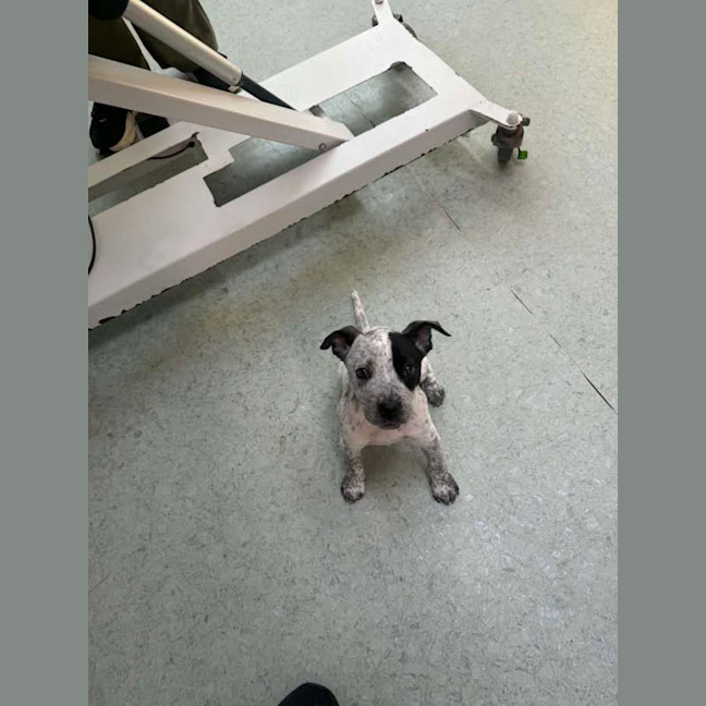 Photo of Dixie