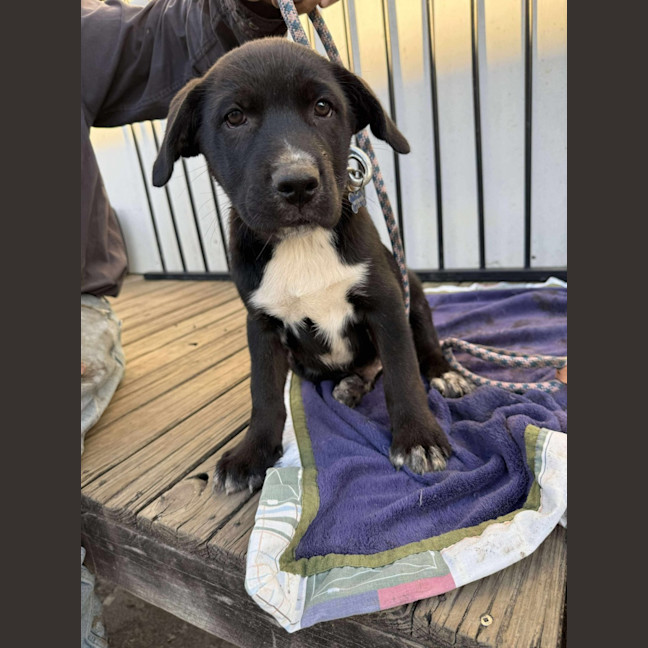 Photo of Onyx 