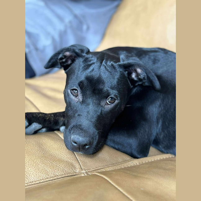Photo of Stitch