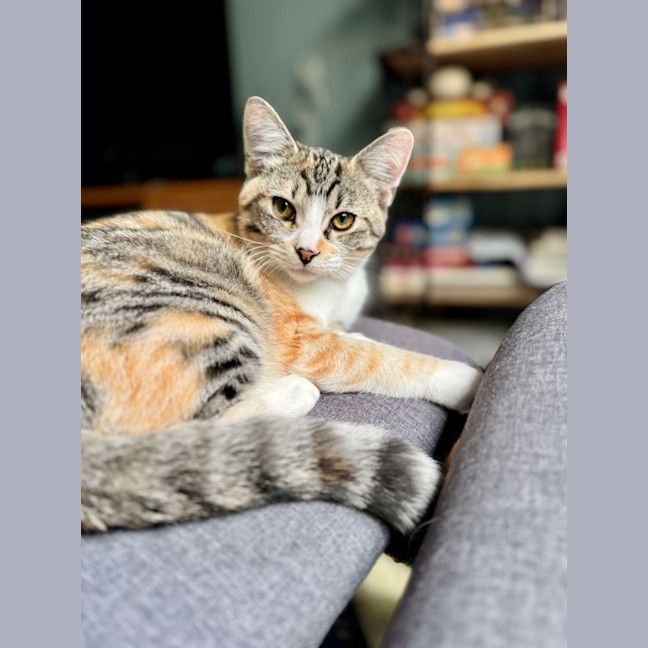 Photo of Elsie & Bee 