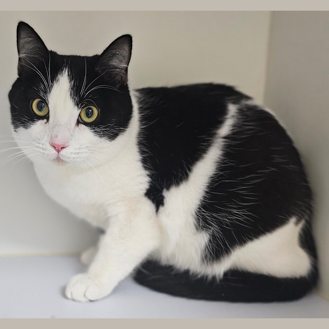 Photo of Oreo