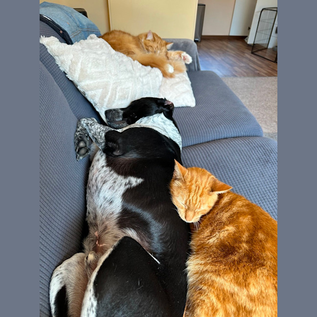 Photo of Arlo   5 Year Old Staffy X