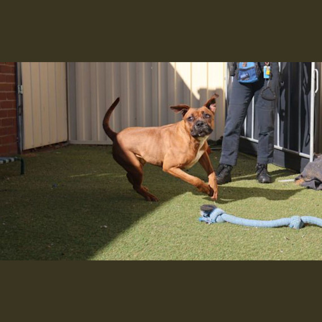 Photo of Cocoa