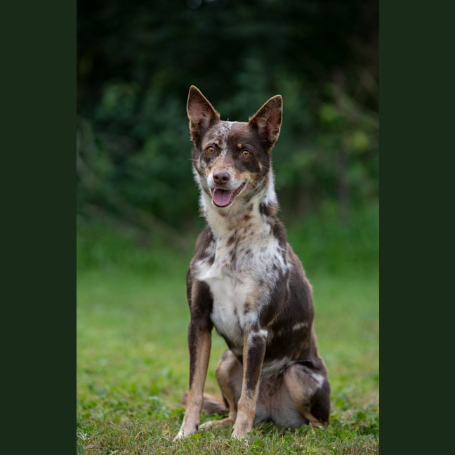 Photo of Bindi