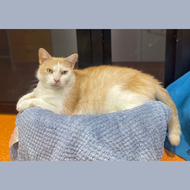 Photo of Simba