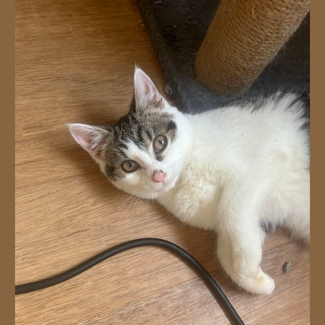 Photo of 🩷 Hattie 🩷