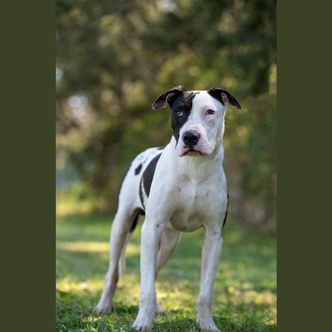 Photo of Ace