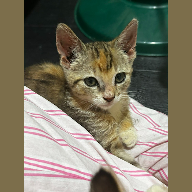 Photo of Pixie