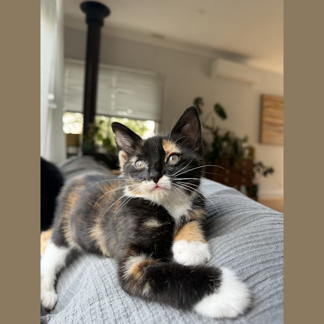 Photo of Nori