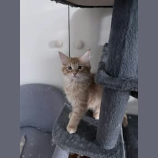 Photo of Gravy *9 Lives Project Rescue*