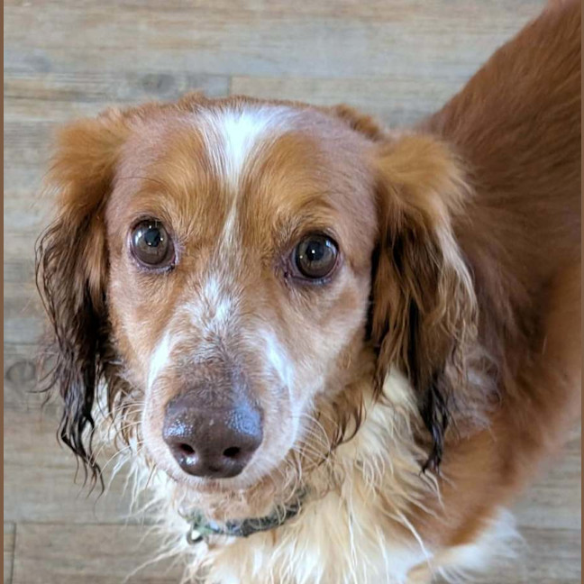 Photo of Peanut