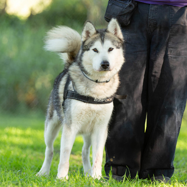 Photo of Atlas