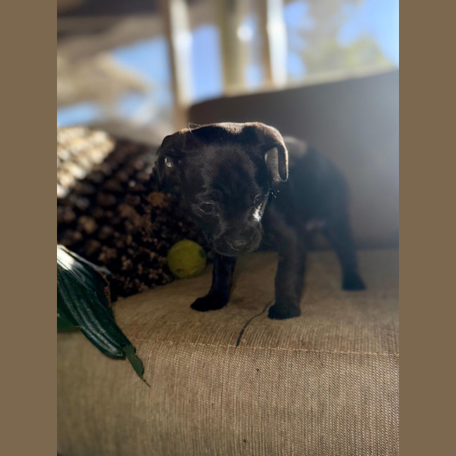 Photo of Zella   8 Week Old Mixed Breed