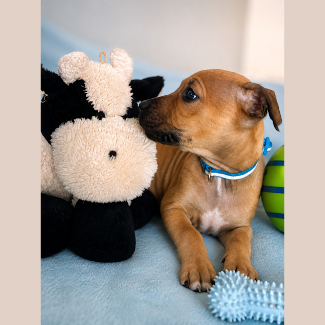 Photo of Buddy