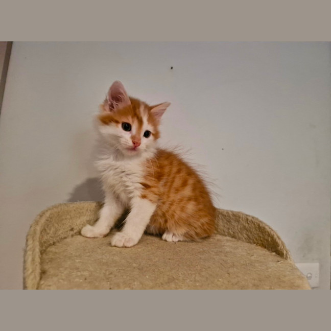 Photo of Ginger Meggs 