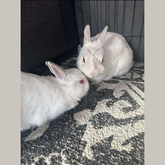 Photo of Calypso & Anna Bella 