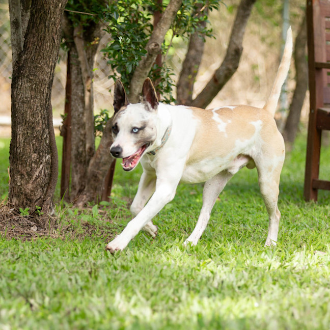Photo of Pancake