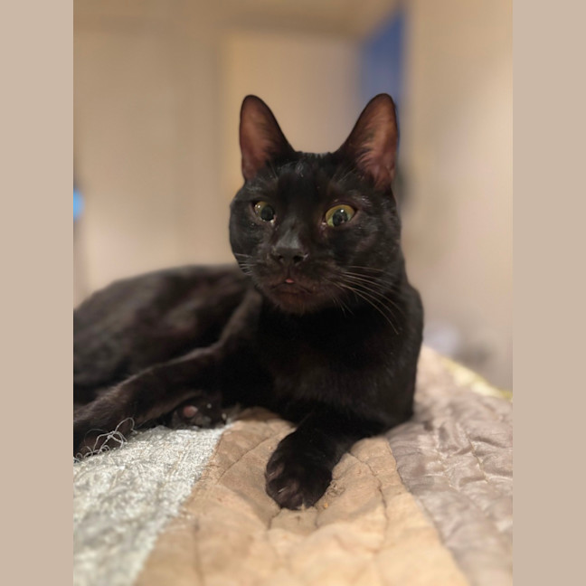 Photo of Mystique (Missy)