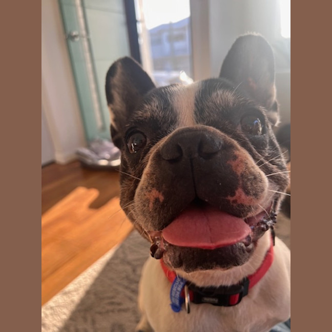 Photo of Bobby   5 Year Old French Bulldog X