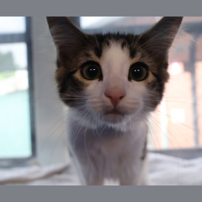 Photo of Rumble