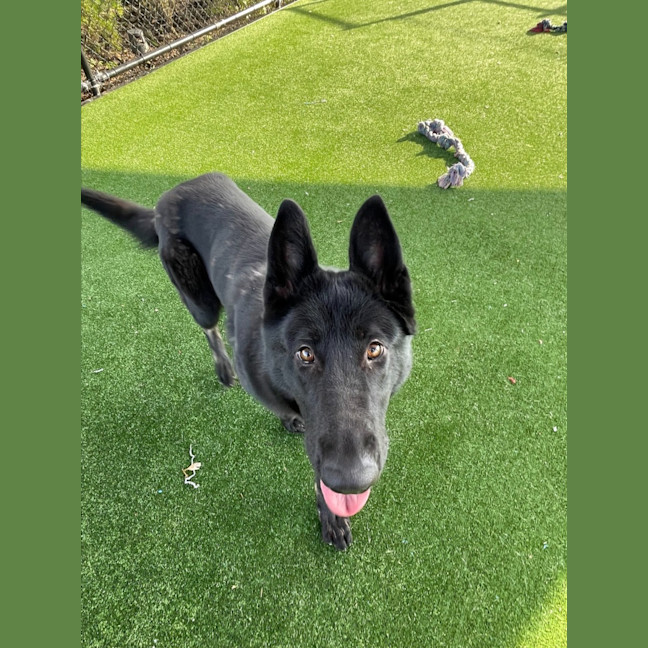 Photo of Rhaenyras Imp 1411