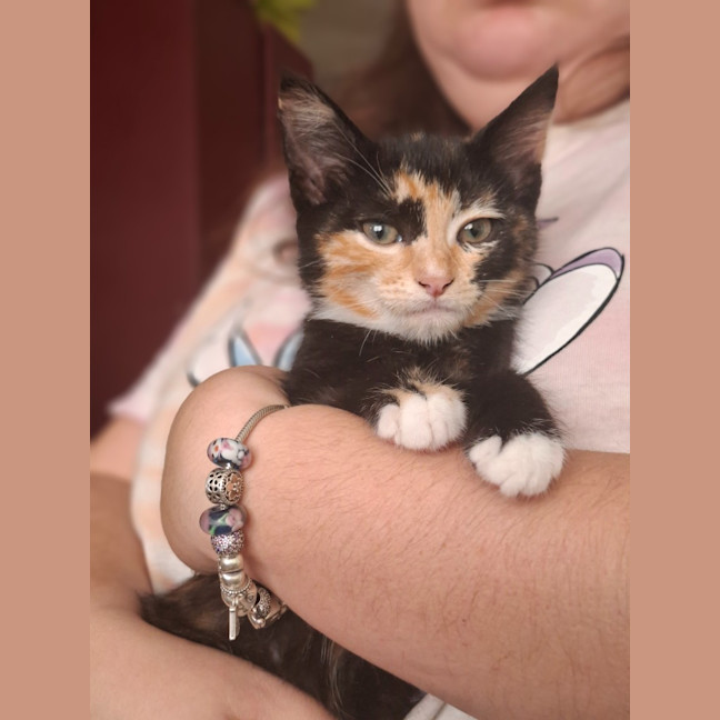 Photo of Lyra (K85)