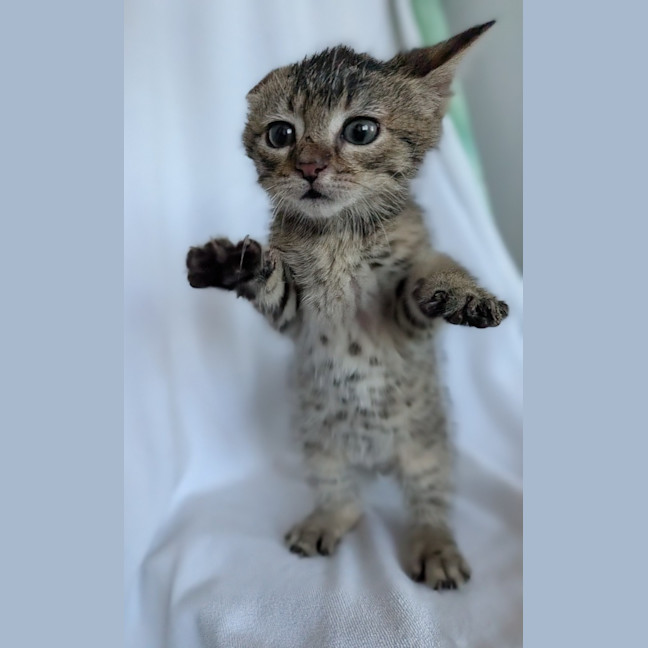 Photo of Tiger