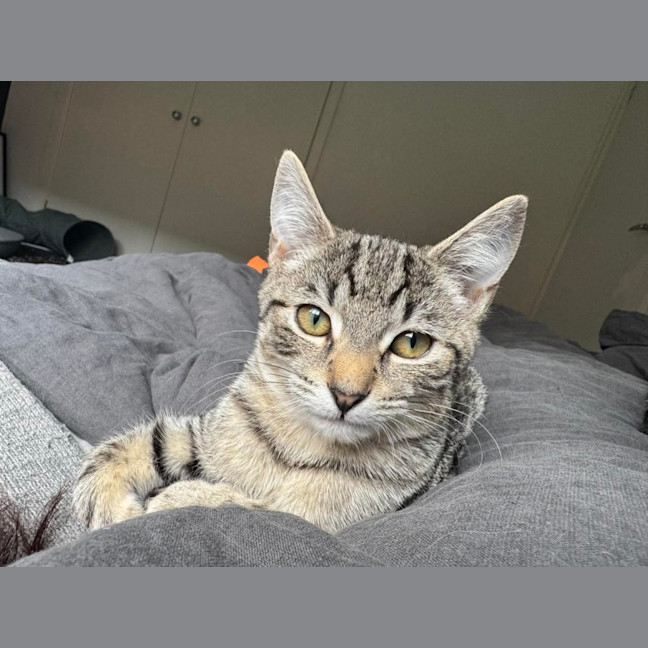 Photo of Bronwyn Meet Me@Petstock Keysborough 