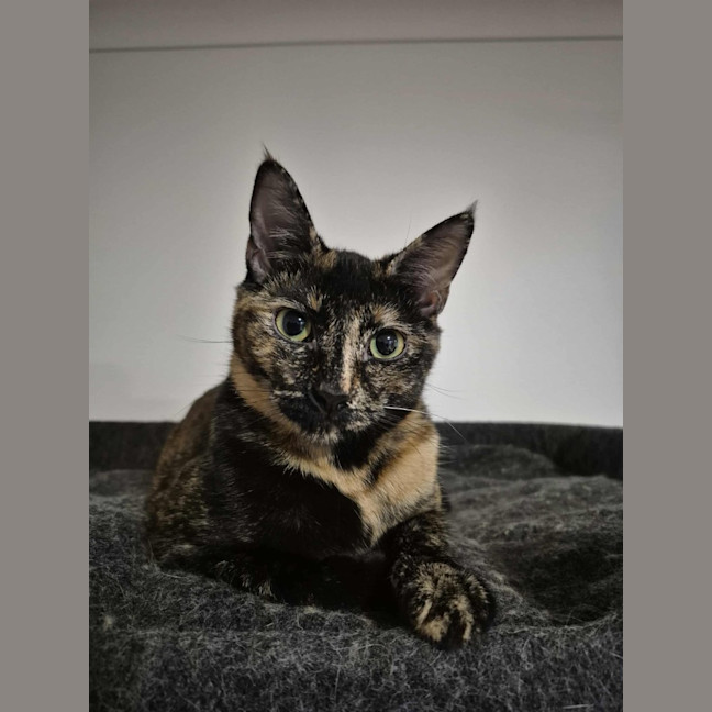 Photo of Bessie